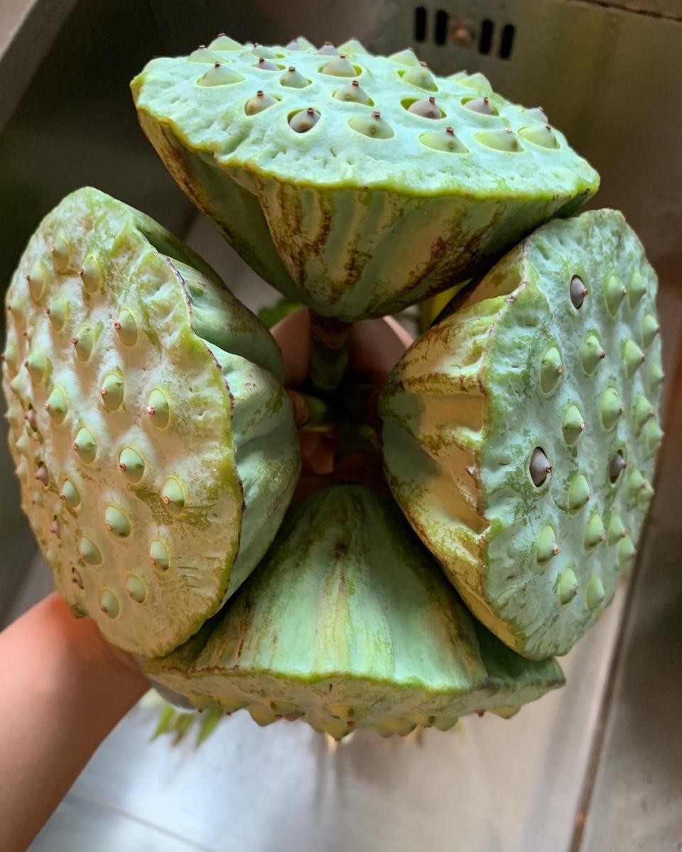 新鲜莲子