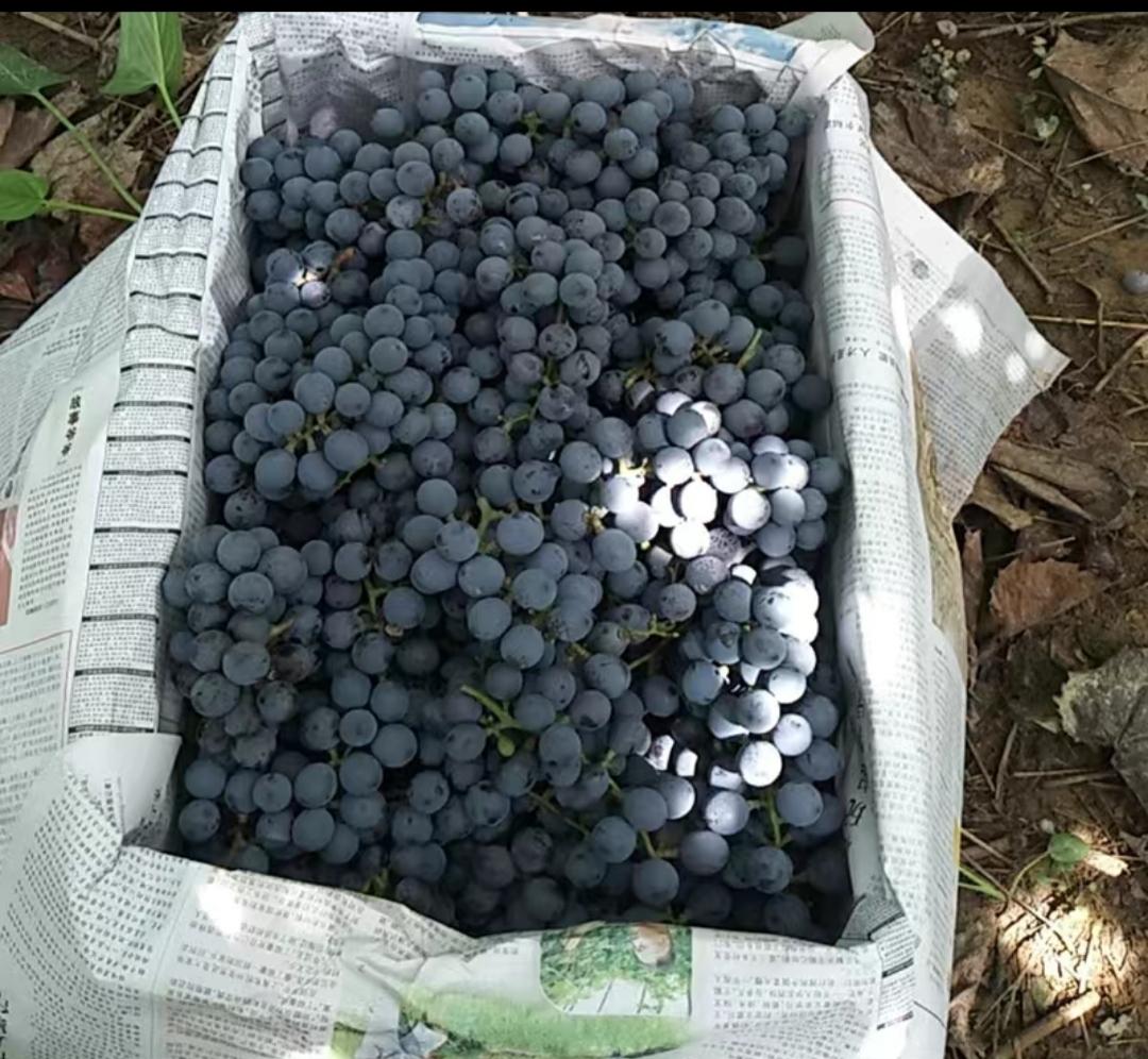 🍇葡萄酒自酿🍇留住夏天的味道