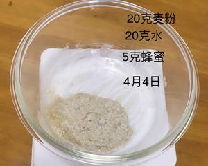 北海道吐司&全麦酵母种培养的做法 步骤15