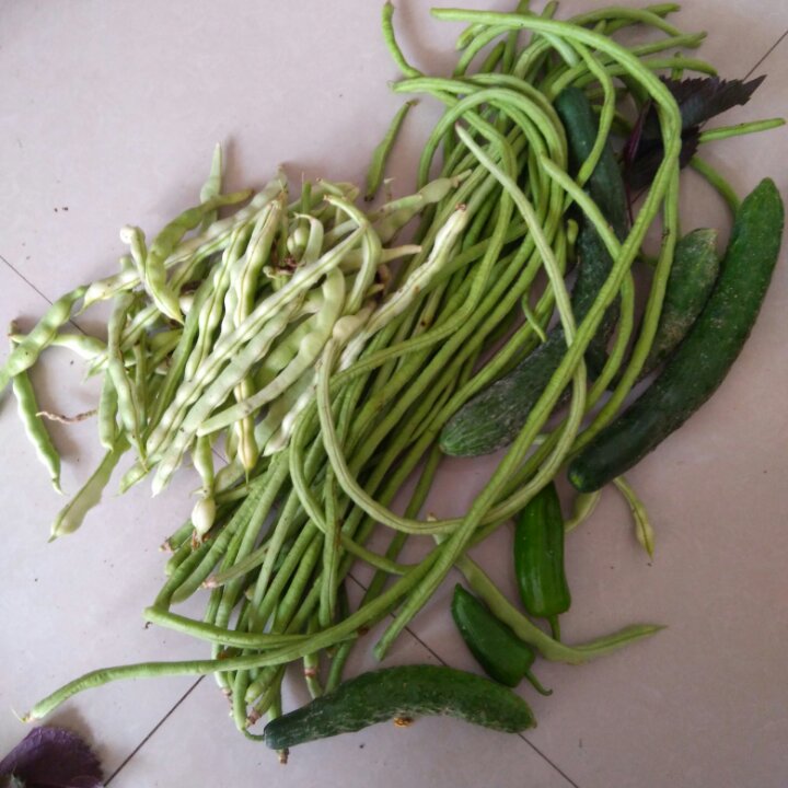 我的菜地，我的菜