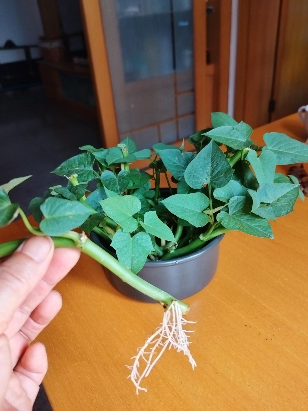 水培红薯｜记录📝一颗红薯🍠的生长进度条。。。