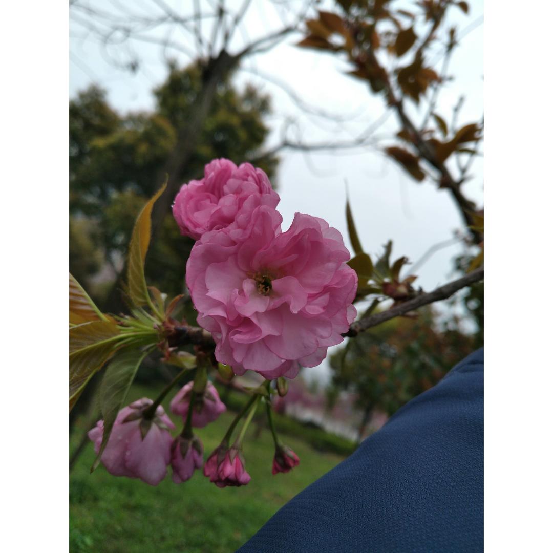 盐渍樱花