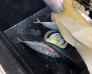 简单的鱼露盐烤巴浪鱼 秋刀鱼鲭鱼也ok 的做法步骤图 Bakerry 下厨房 简单的鱼露盐烤巴浪鱼 秋刀鱼鲭鱼也ok 的做法步骤图 Bakerry 下厨房
