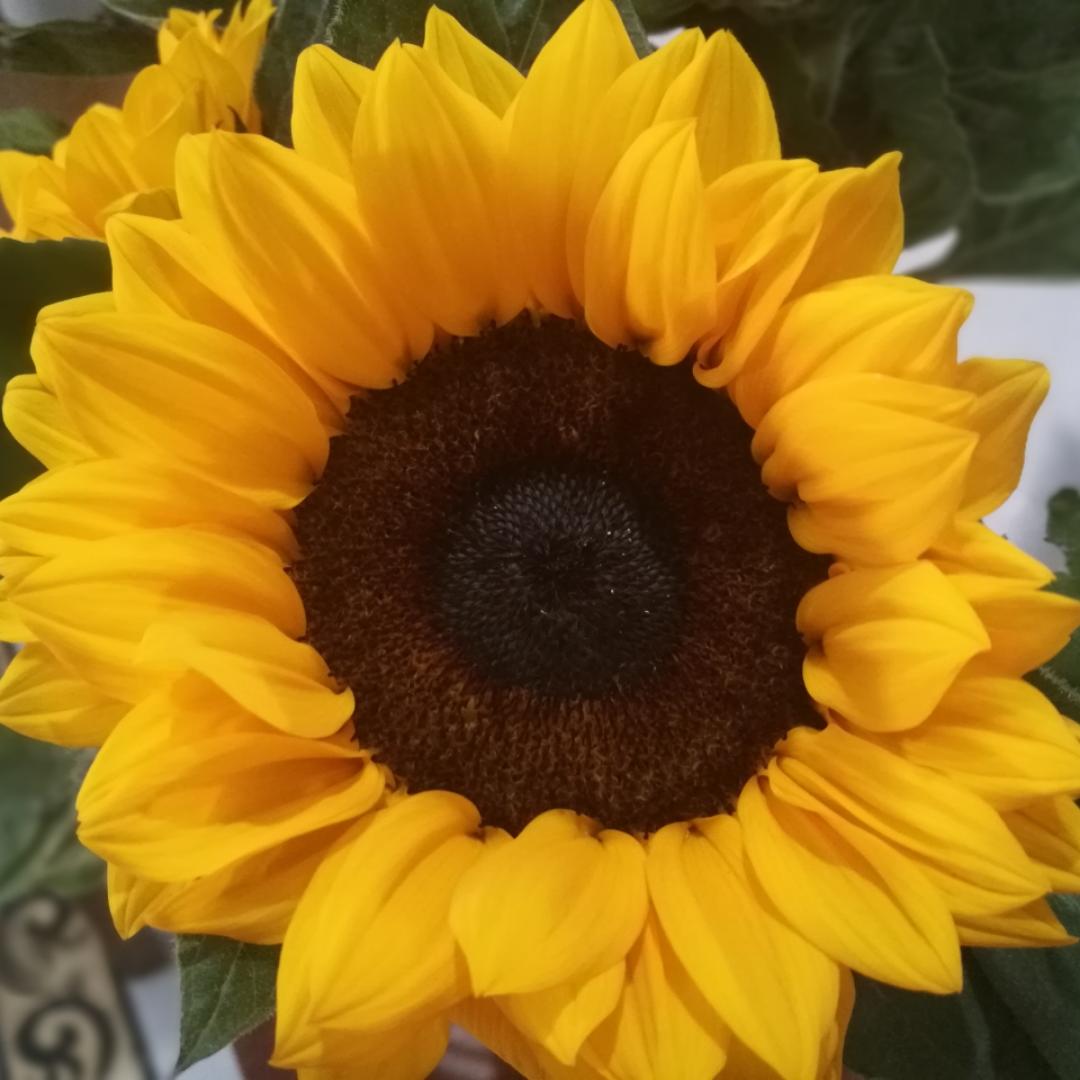 周晓芳Joce