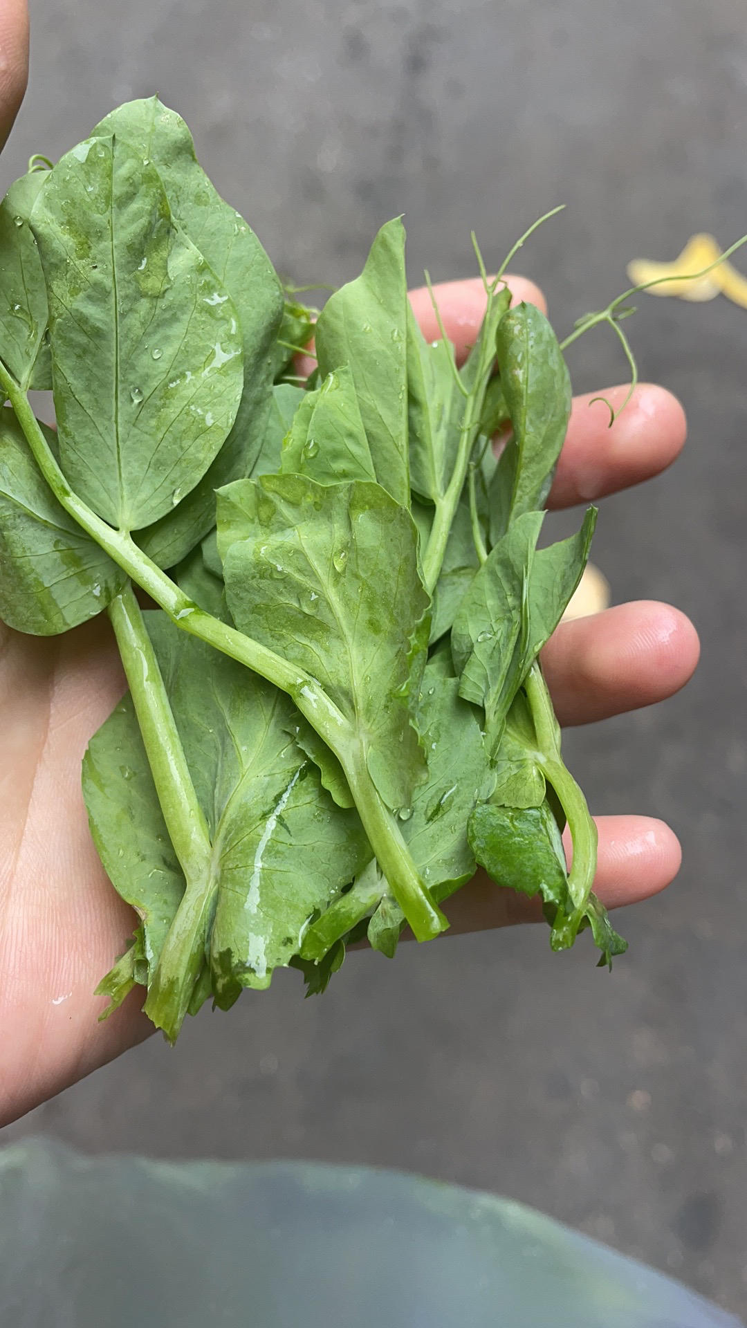 清炒豌豆尖的火候秘籍
