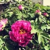 咖啡不加糖好吧