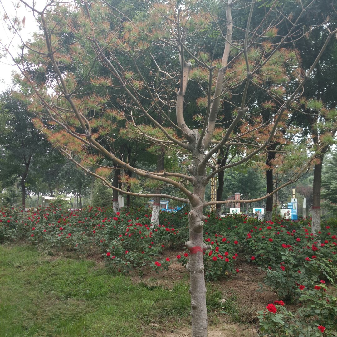 一棵孤独的树树