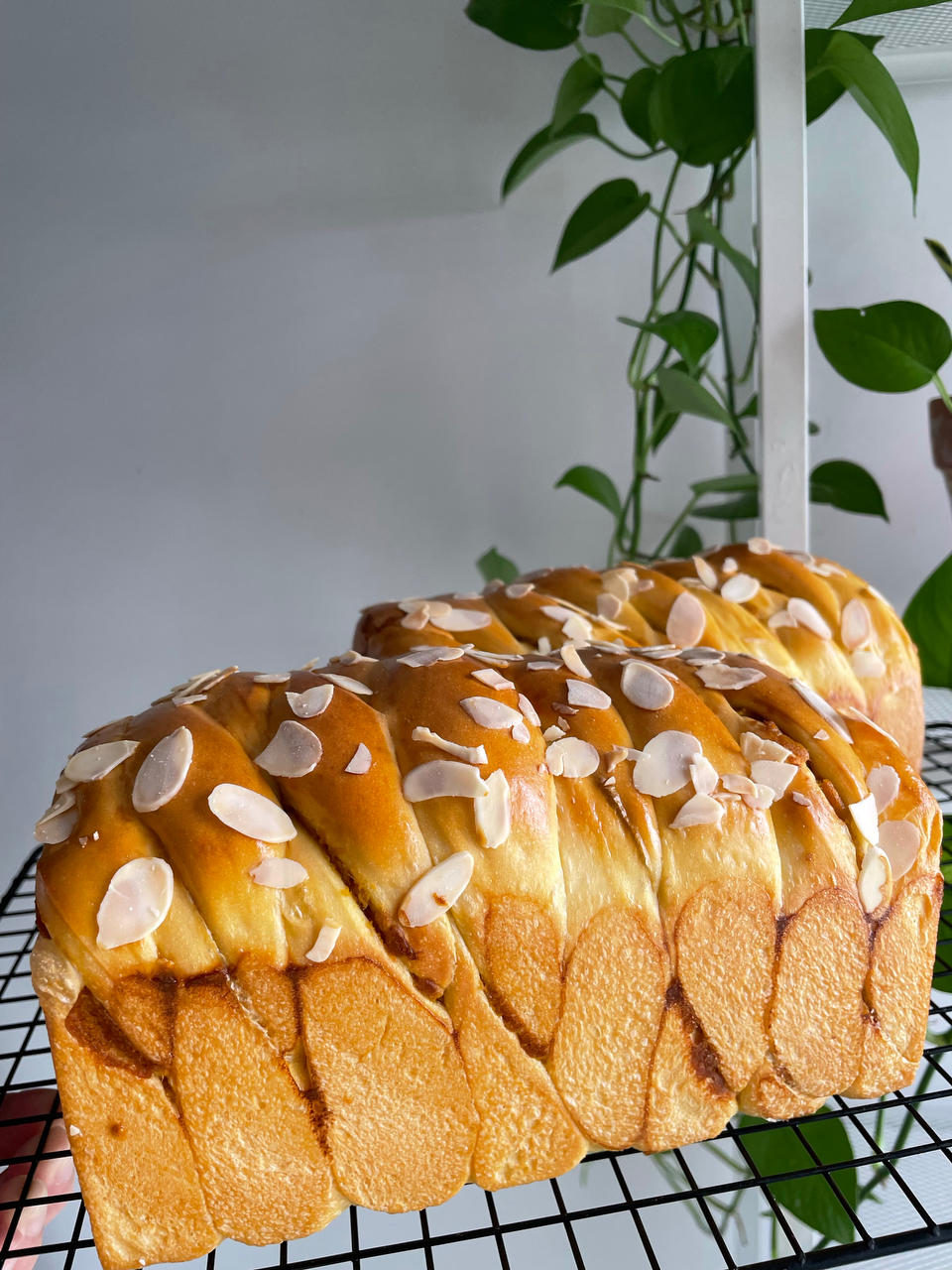 🎃double大伯南瓜（乳酪）吐司|金秋的颜色