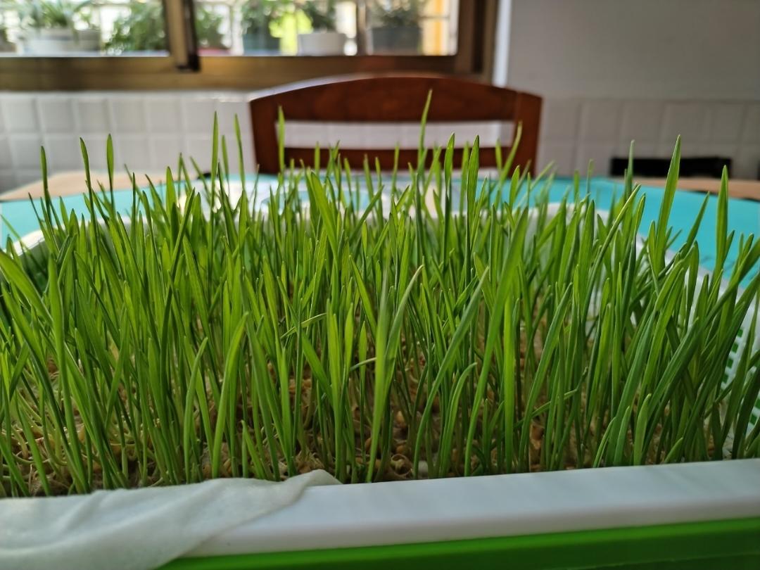水培法种植小麦苗