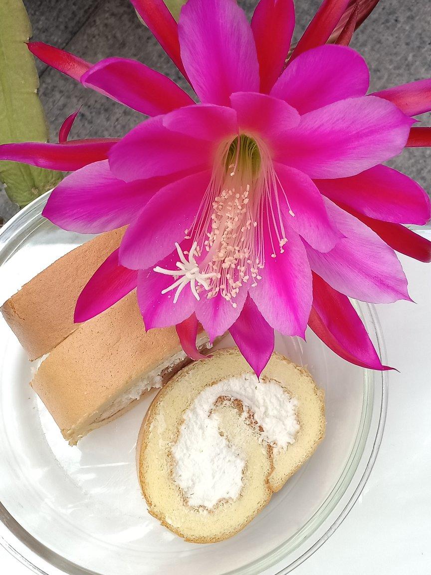 原味基础蛋糕卷(小五卷)