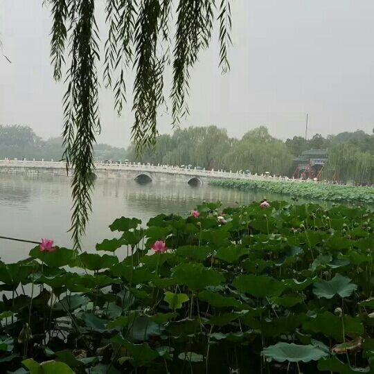 林子里的小竹笋