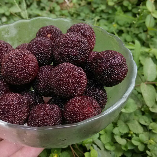 冰冻杨梅
