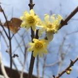 熊熊花顺