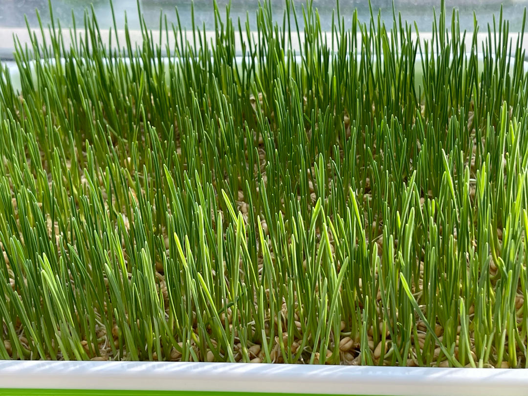 超简单的自制麦芽糖