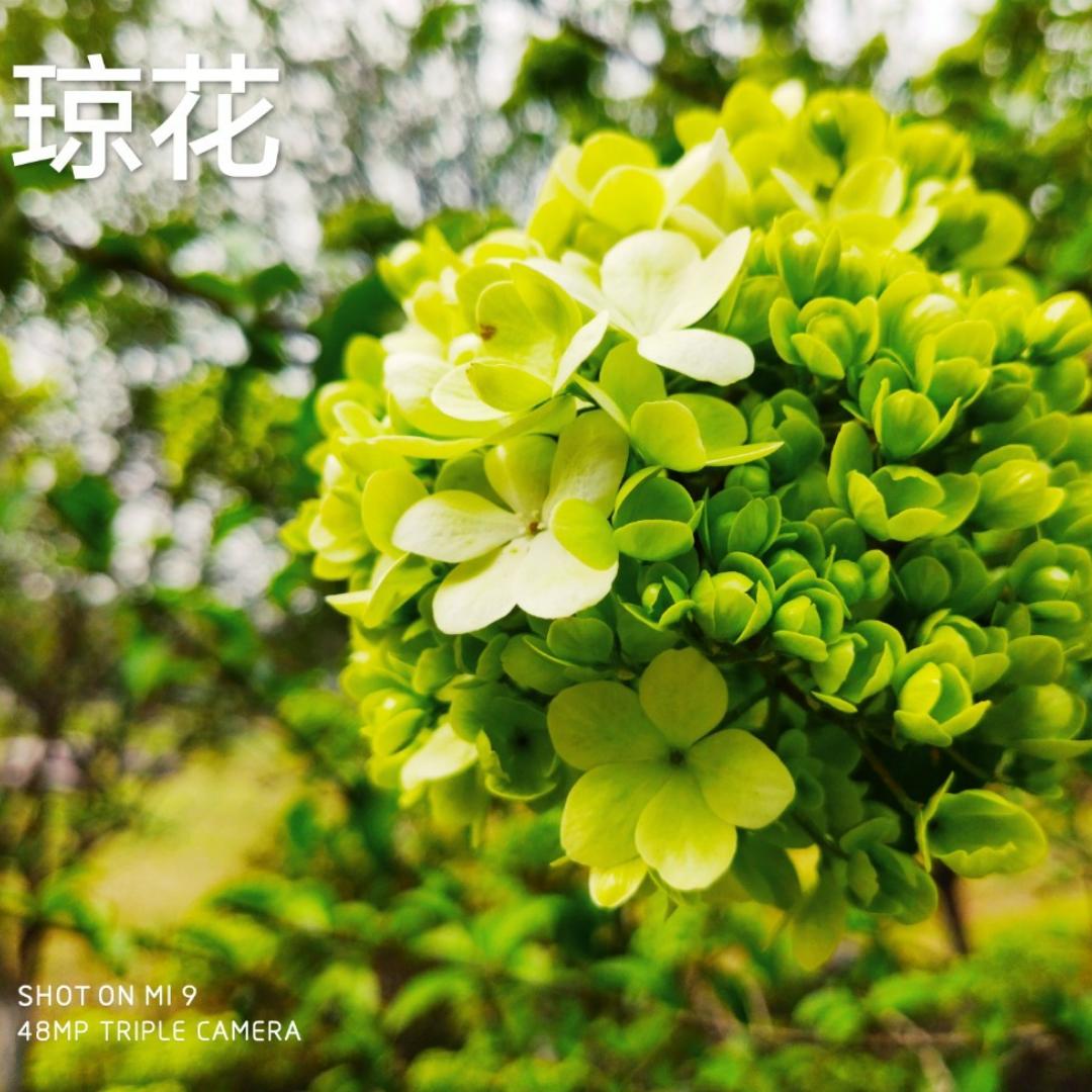 幸运四叶草一一