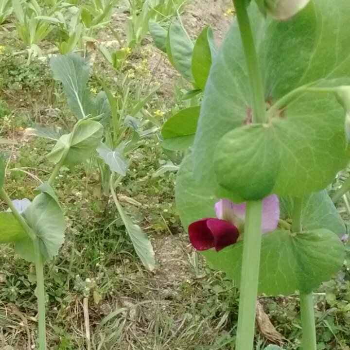 蔬菜的花季