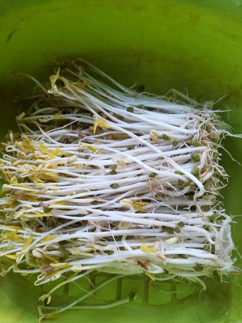 自发豆芽（可乐瓶发豆芽0失败！）