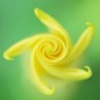 肺鱼_qit9