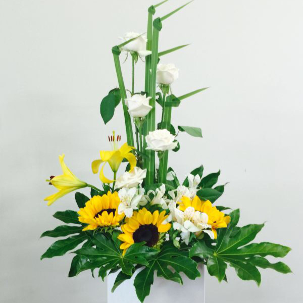 我家的花花草草