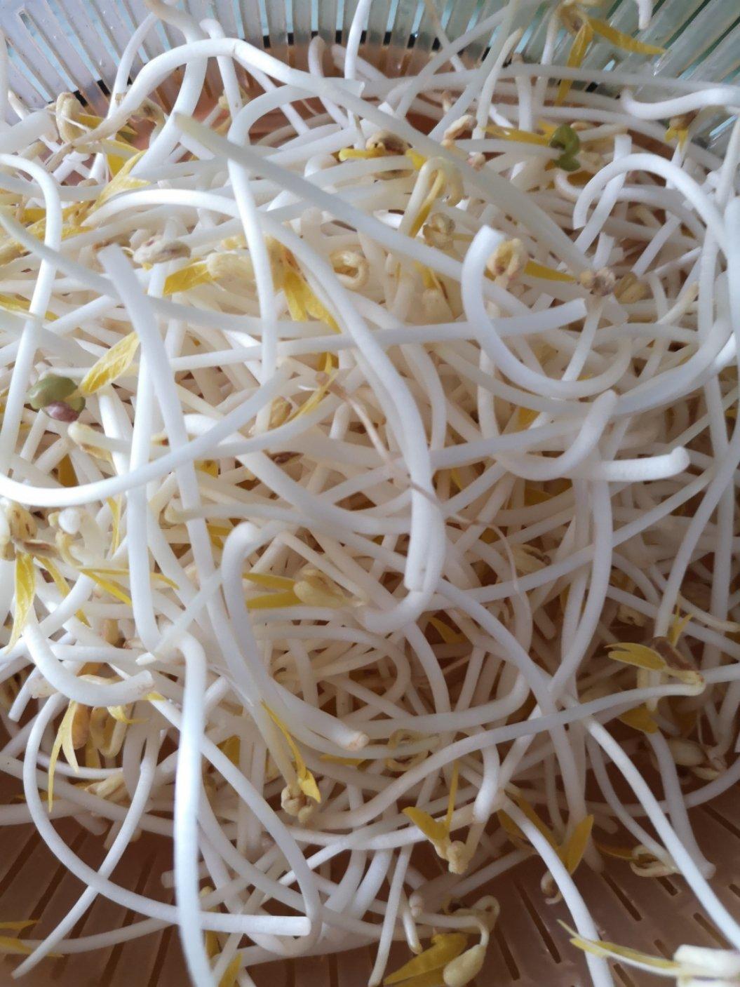 沥水篮发豆芽
