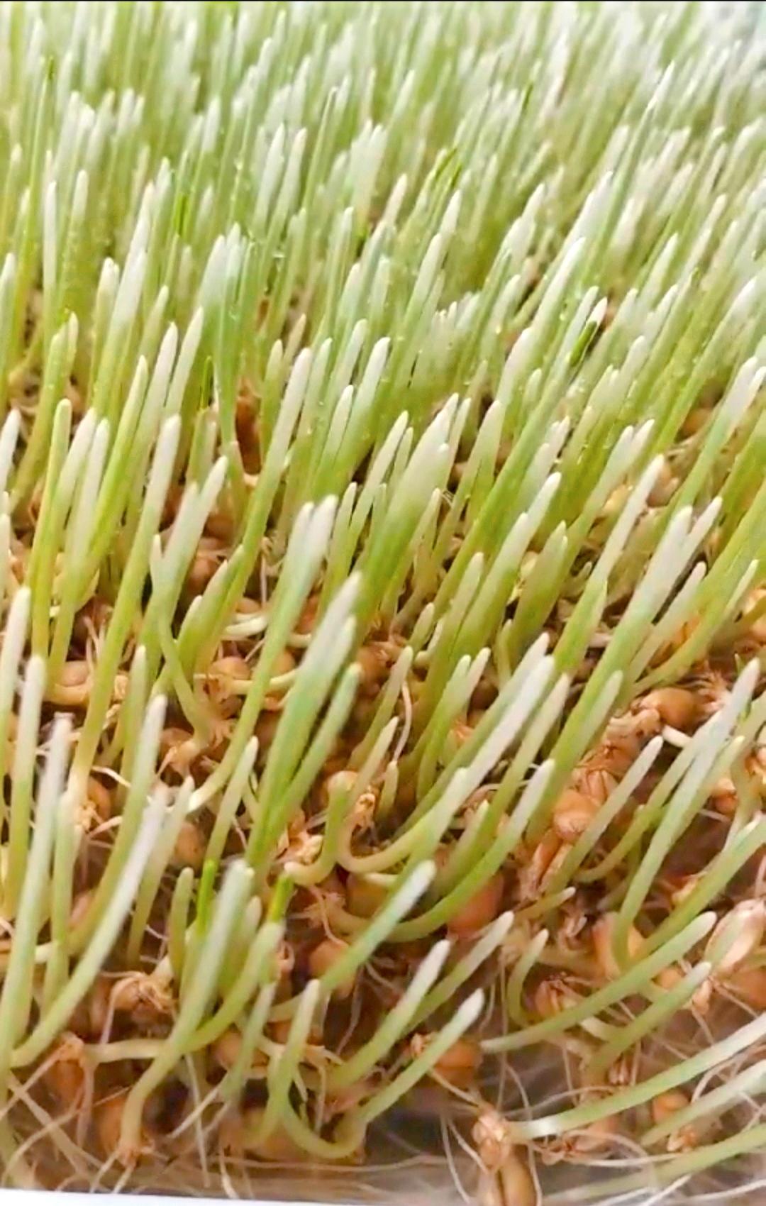 超简单的自制麦芽糖