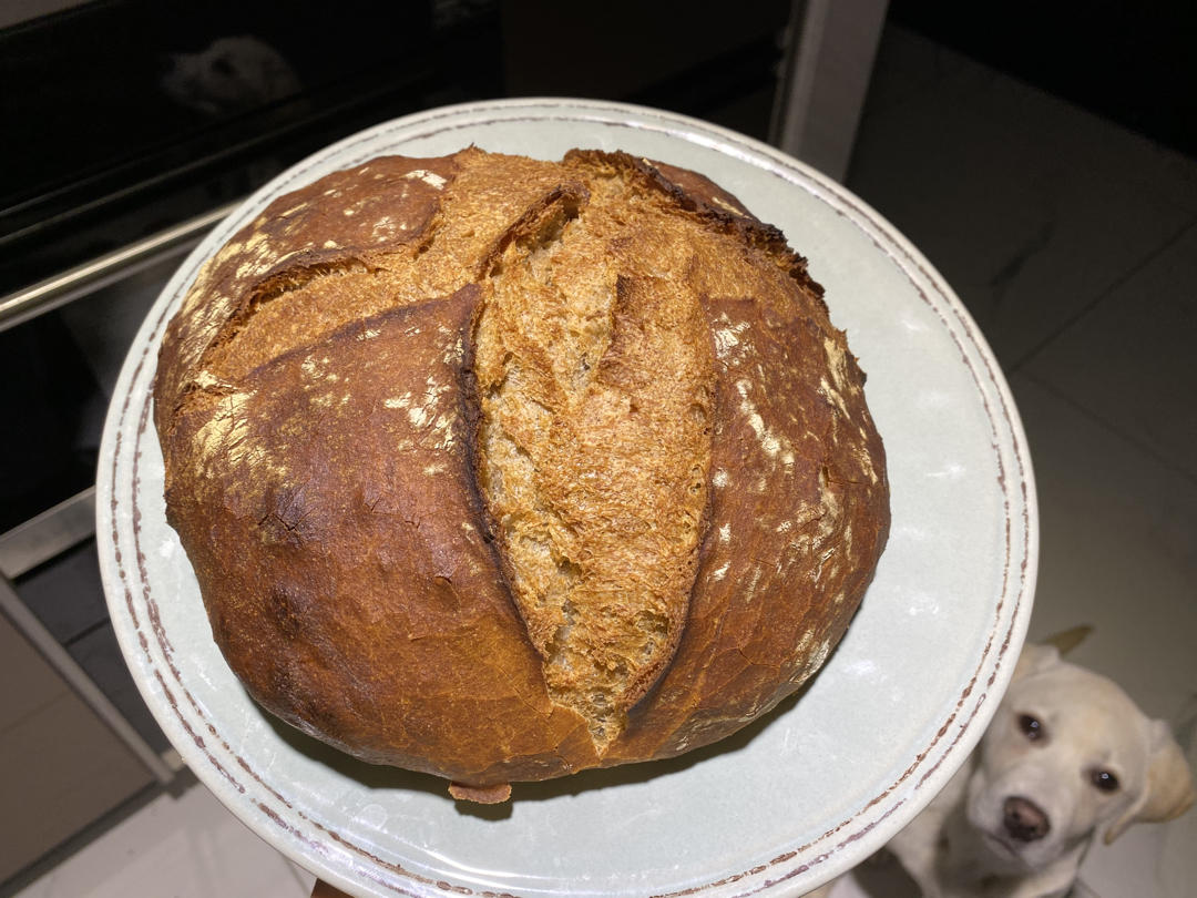 外脆内软不用揉面的乡村面包