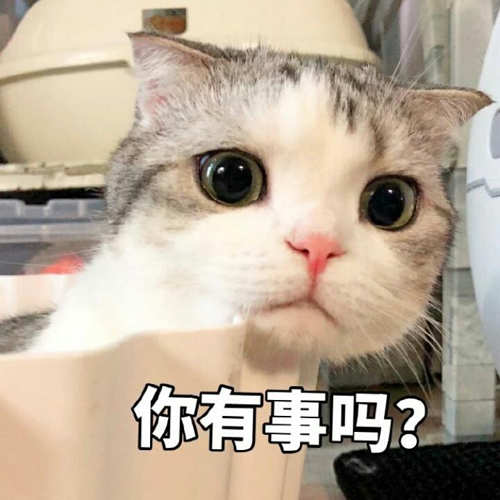 橘猫党