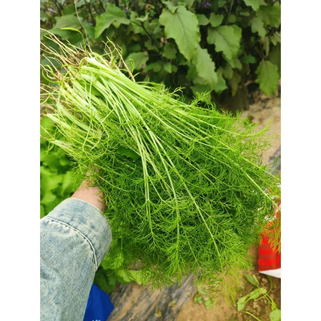 瓜果蔬菜养成记