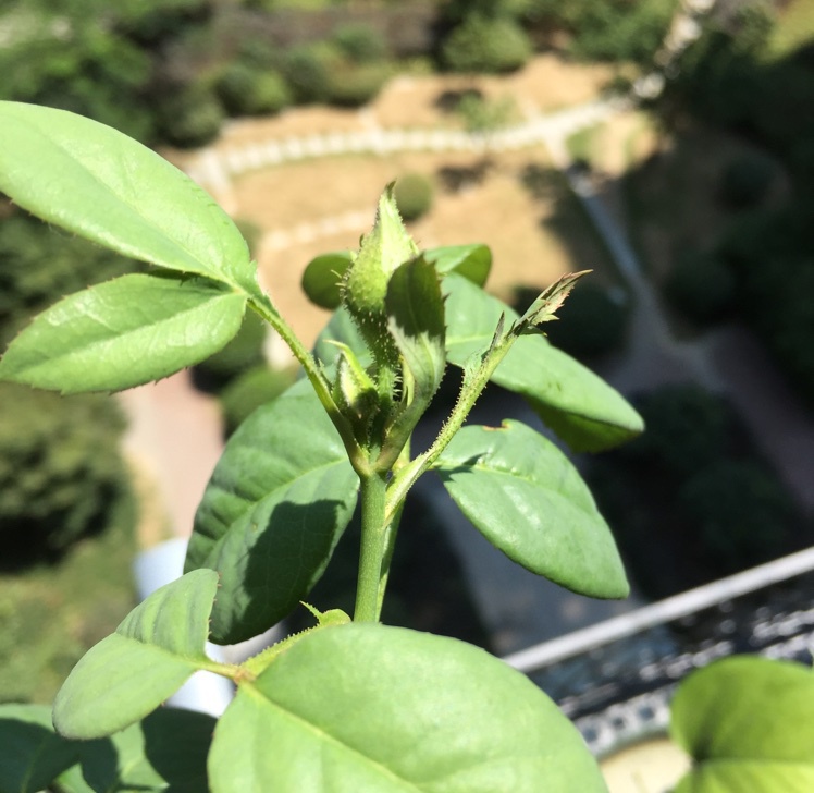 我的月季