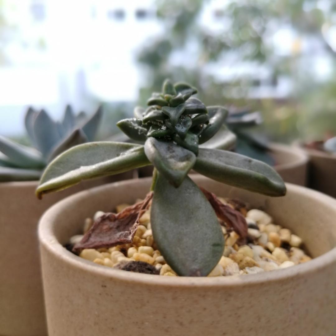 小宝黑糖