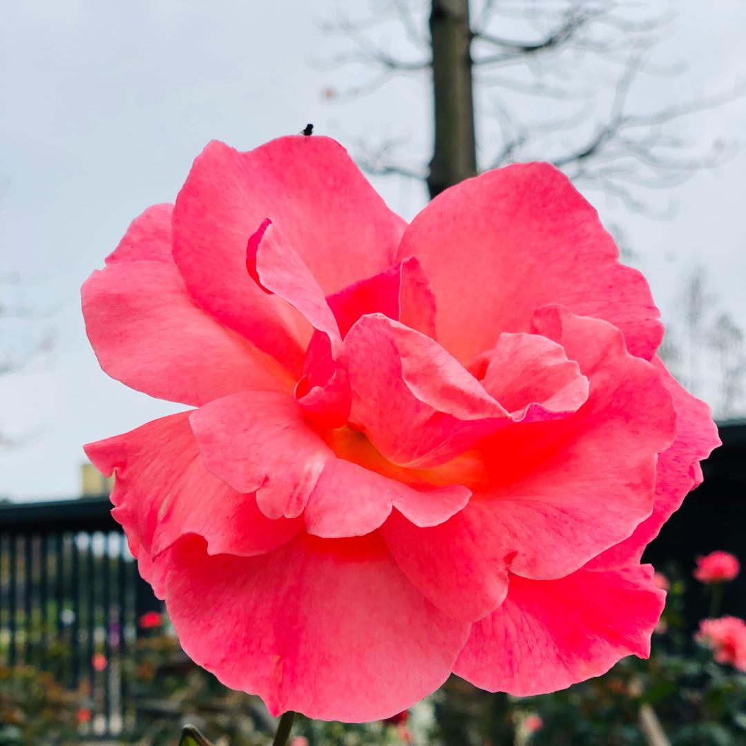 小猪蚊BB