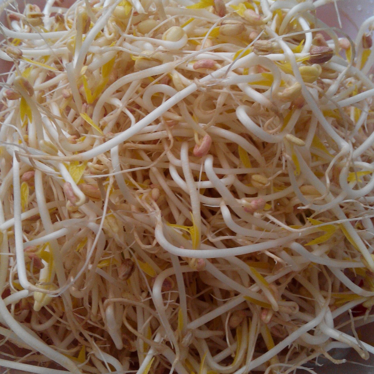 自发豆芽（可乐瓶发豆芽0失败！）