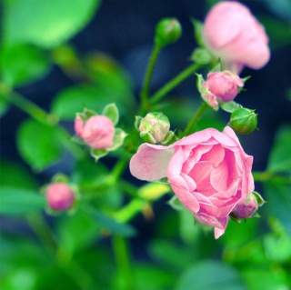 妮子（鑫婷童装小铺）