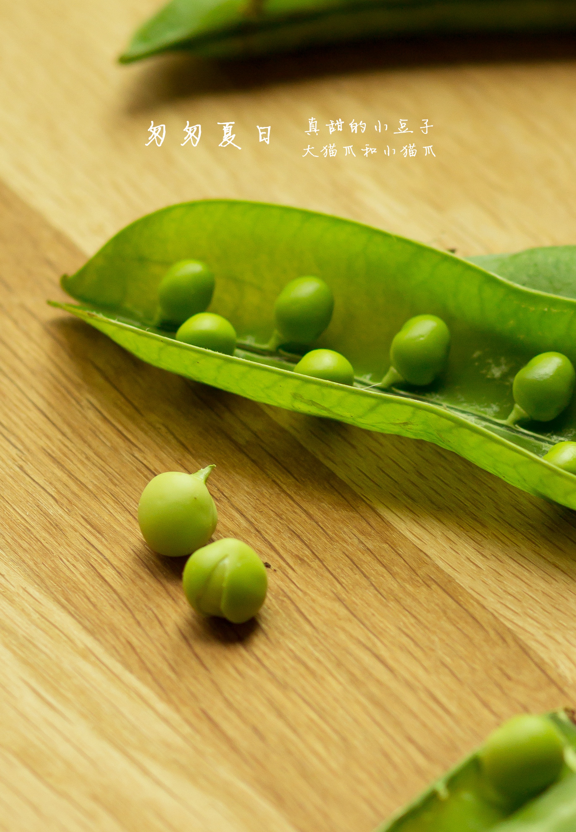 猫爪外食记