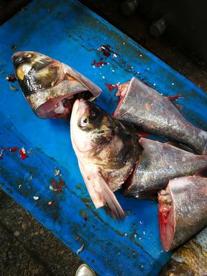 砂锅鱼头🐟炖豆腐（胖头鱼豆腐）的做法 步骤1