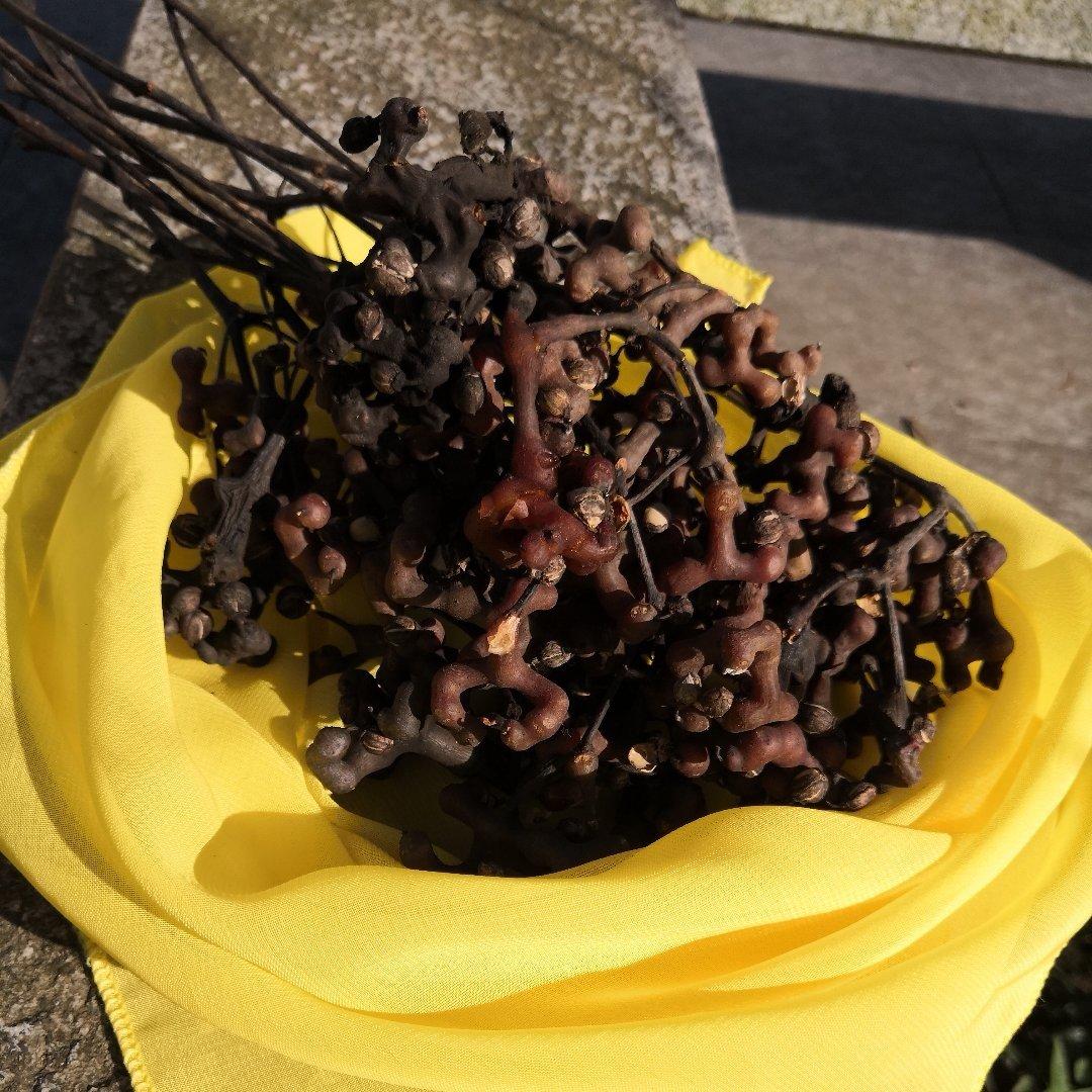 daochudiu做的龙爪果拐枣枳椇