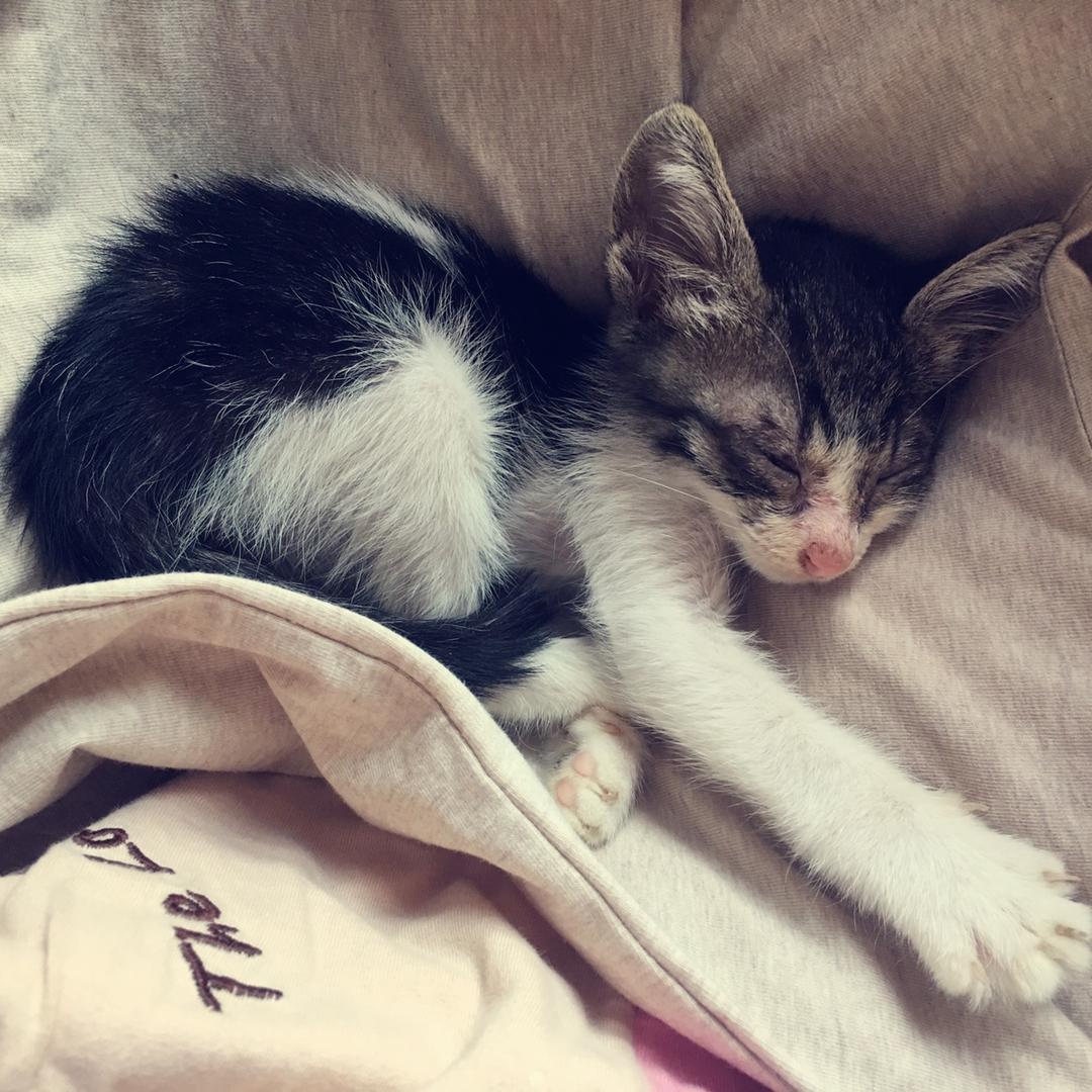 熊猫miaoy