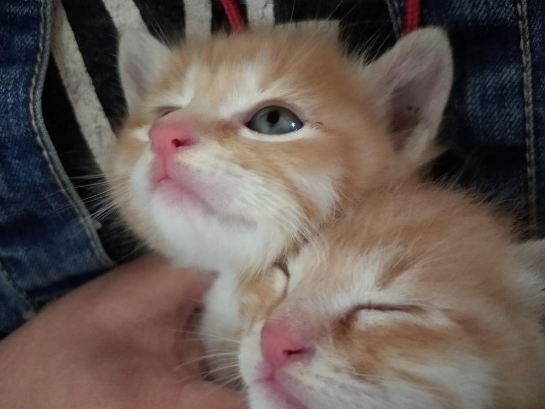 我家有萌宝🐹幸运y( ˙ᴗ. )耶~