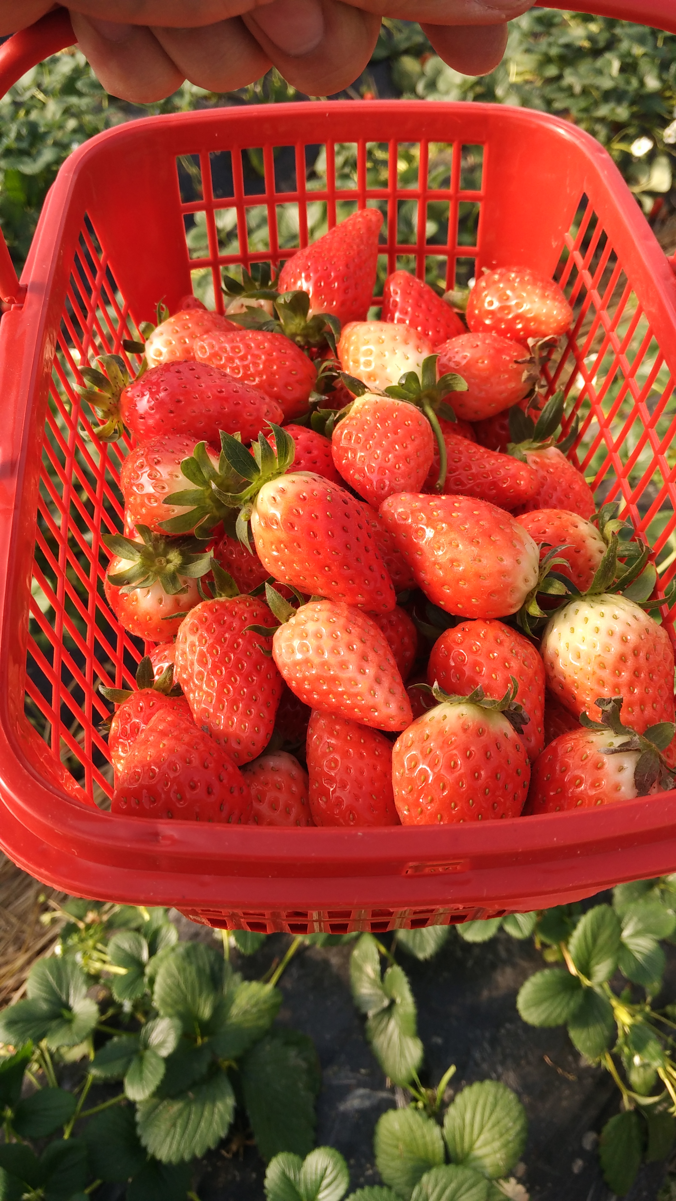 午餐•2016年3月5日