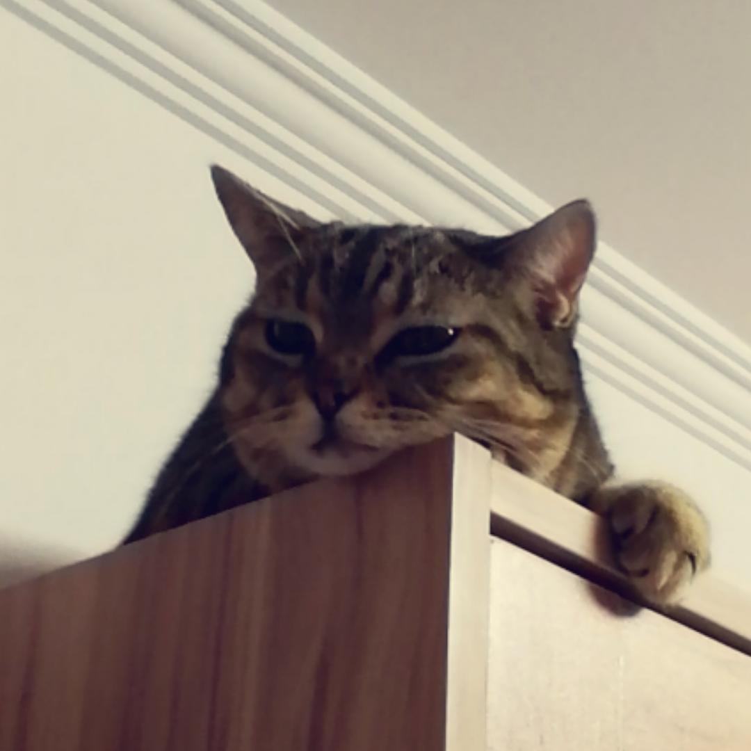 胖缪