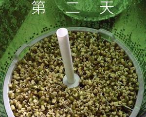 绿豆芽的做法 步骤2