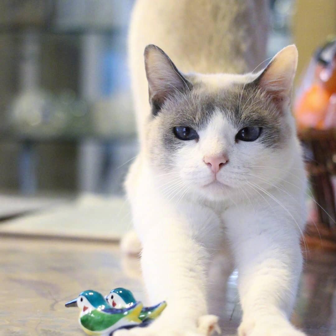 胖胖的花生米的厨房