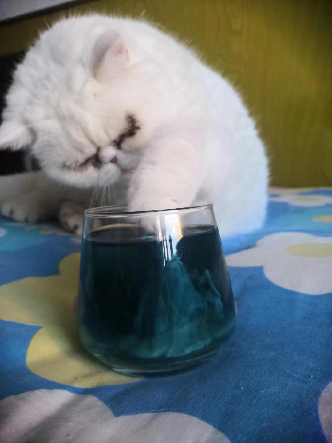许你一杯爱琴海，0卡糖蓝蝴蝶蛋花冰粉