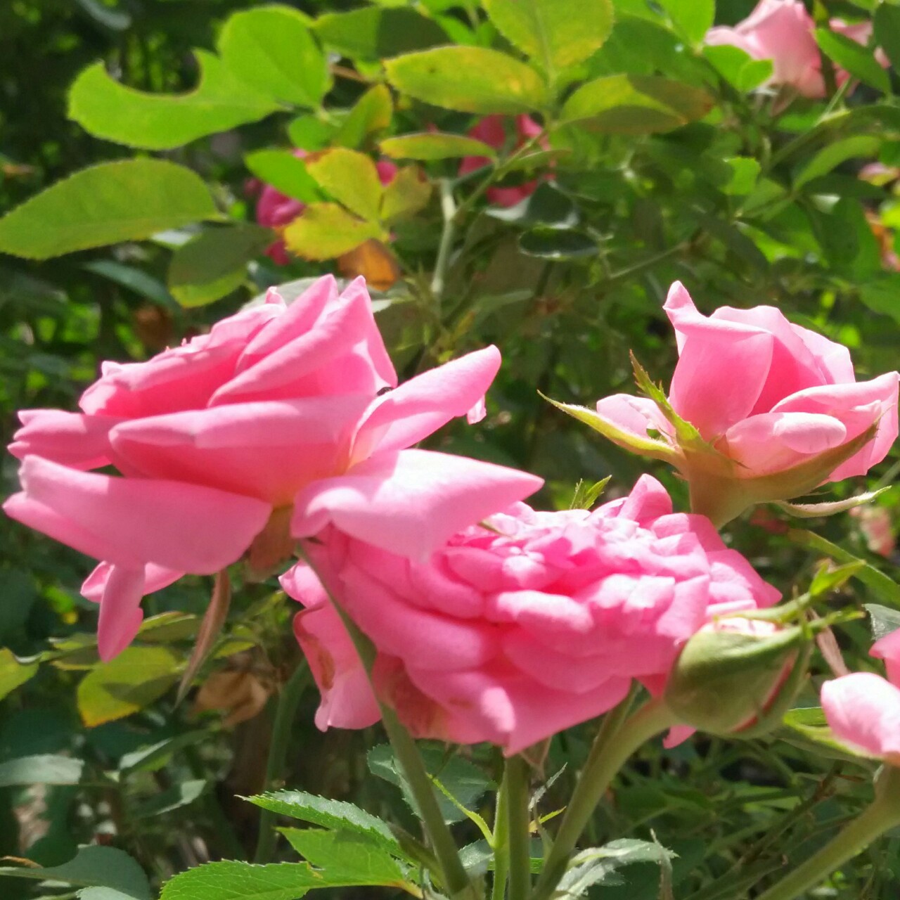 芥末_jeak