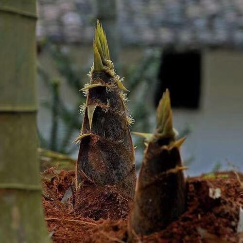 Flora的美好生活