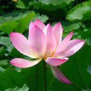 一方菩提