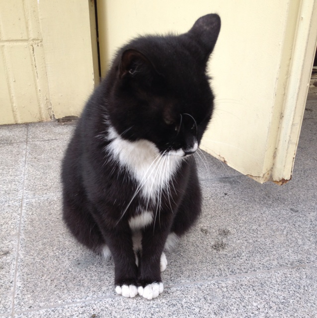 喵叔推倒萌叉叉