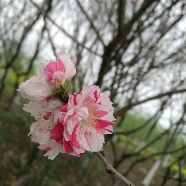 一花一世界27的厨房