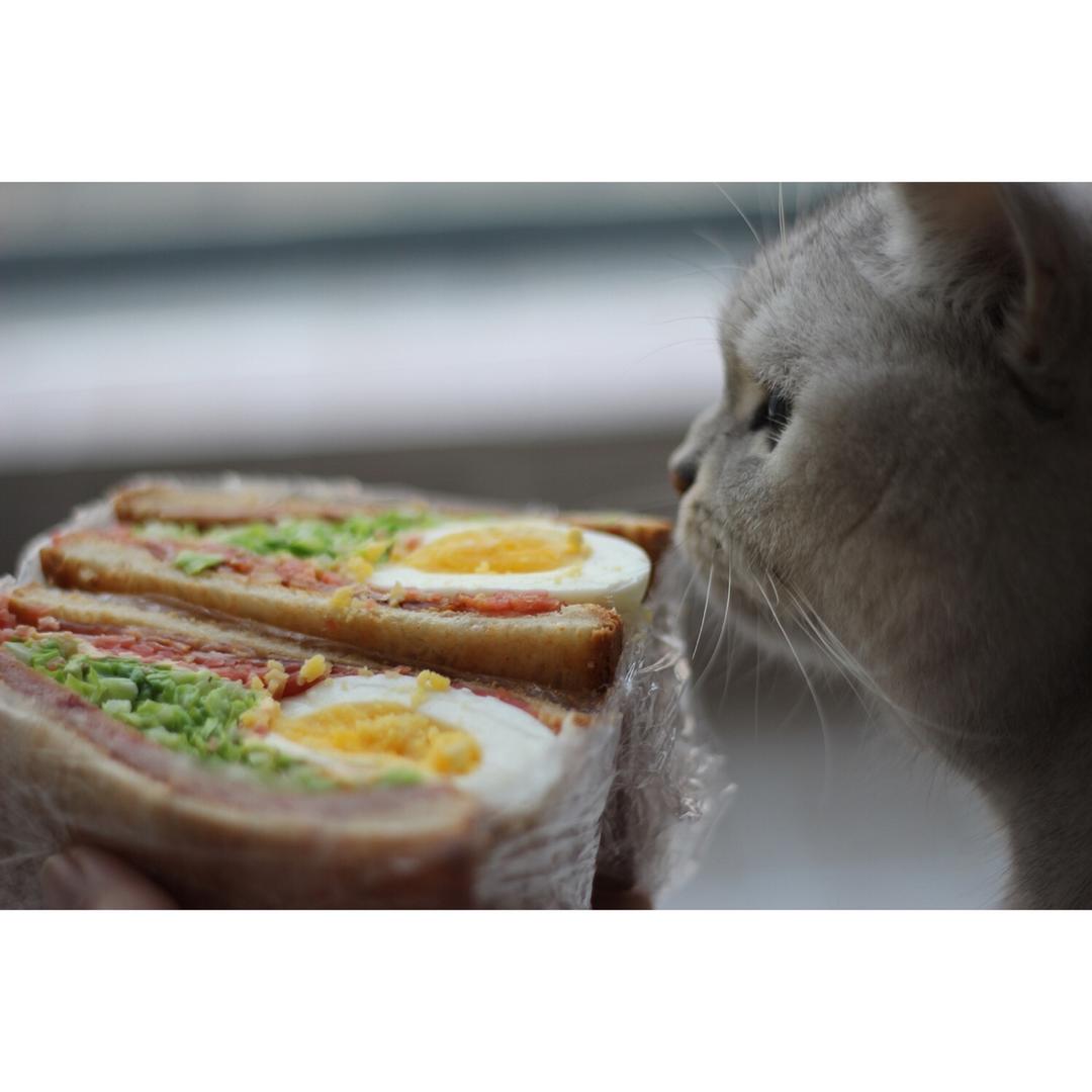如何做超厚的沼三明治~详细tip！牛油果鸡蛋午餐肉三明治~