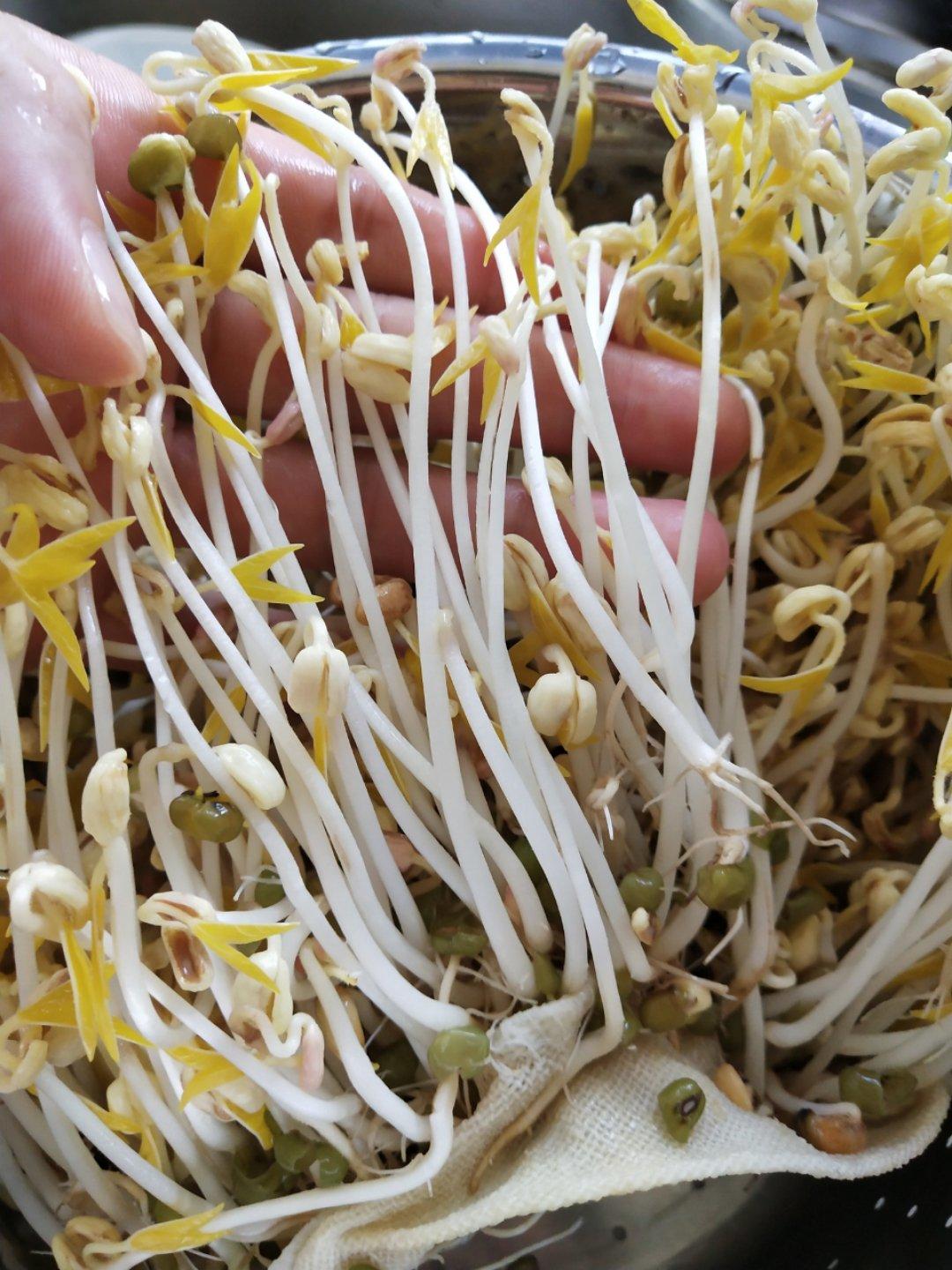 自发绿豆芽/自生豆芽/自制豆芽